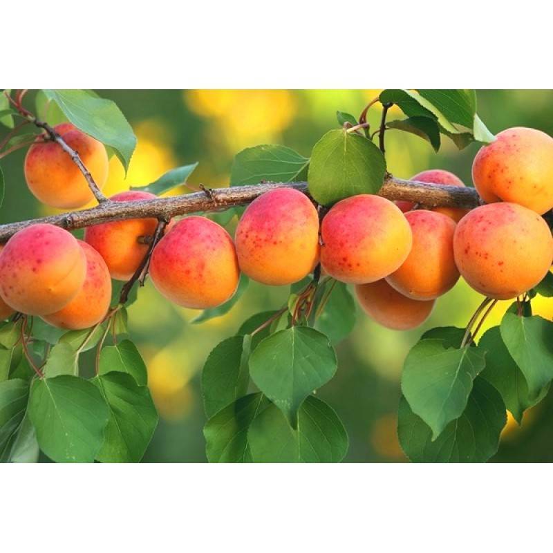 10 лучших сортов абрикоса для средней полосы