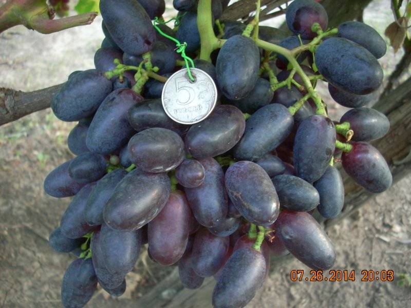 Сорт винограда атос – яркая сладость крупных гроздьев винного винограда