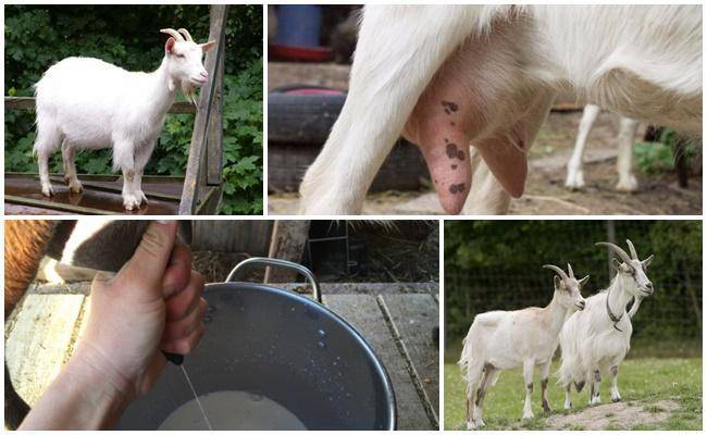 Почему коза перестала давать молоко: основные причины и как их устранить -