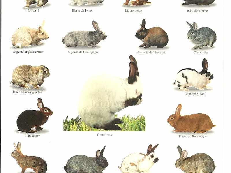 Разведение кроликов на мясо в домашних условиях: как и каких лучше разводить?