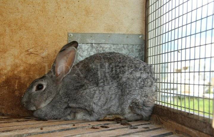Шиншилловый кролик: описание породы, уход и содержание