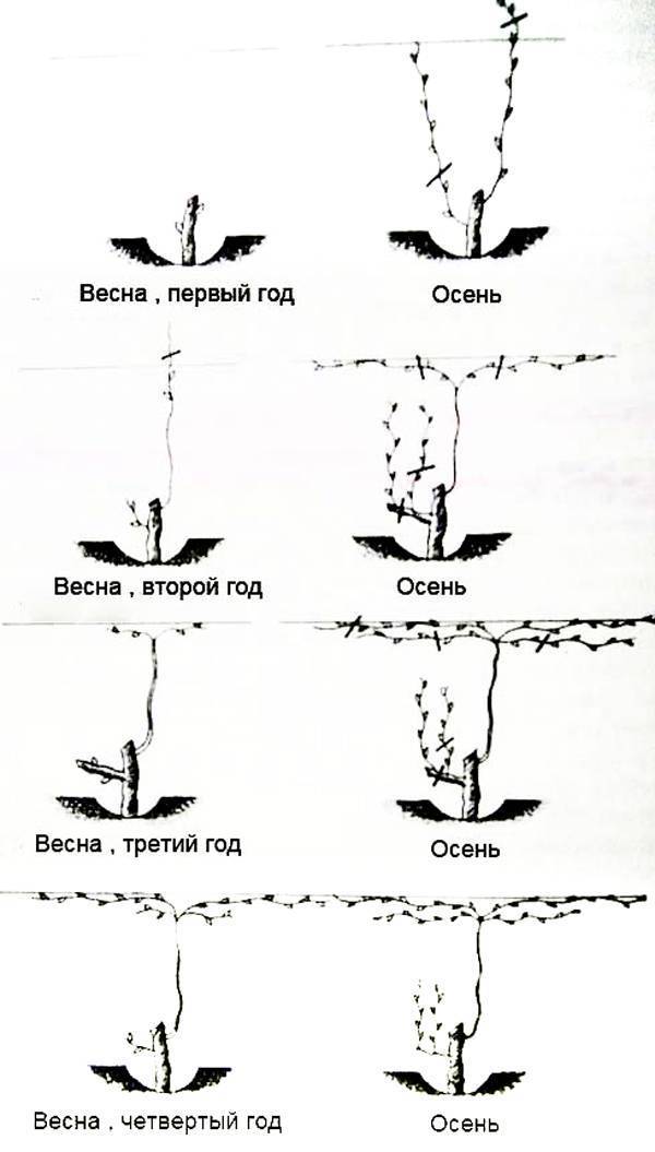 Схема обрезки винограда на второй год - 80 фото