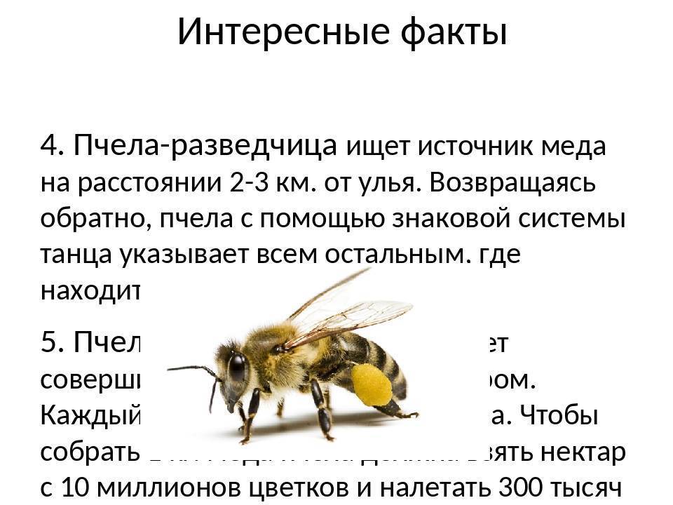Пчела составить предложение. Факты о пчелах. Интересные сведения о пчелах. Интересные сведения о пчёлах для детей. Интересные факты о меде и пчелах.
