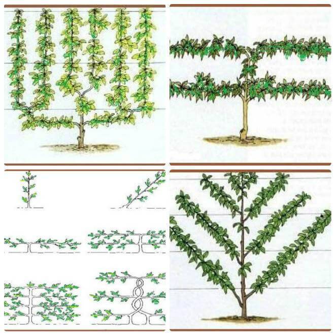 Колоновидные яблони схема посадки