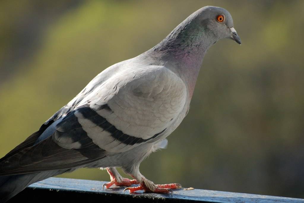 Сизые голуби: как живут и чем питаются