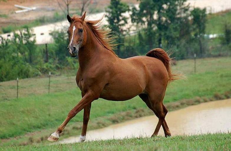 Чистокровные породы лошадей: история и описание