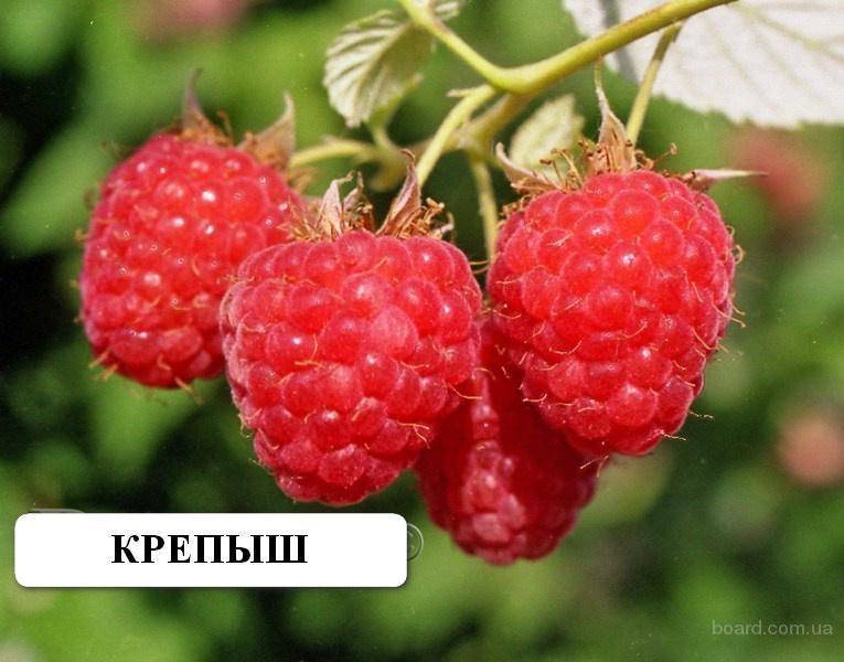 Малина крепыш, описание сорта, характеристики, посадка и уход
