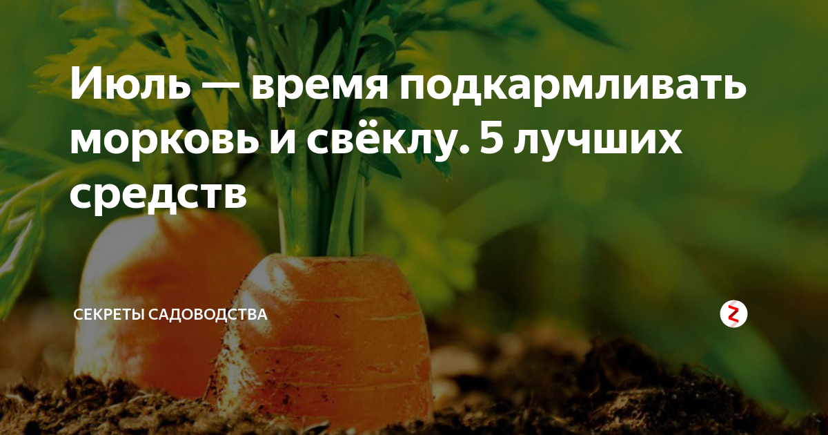 Чем подкормить морковь в начале июля. Удобрение для моркови. Подкармливаем морковь. Подкормка моркови в открытом грунте. Подкормка свеклы и моркови