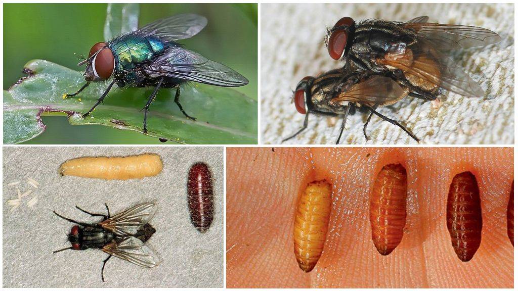 Дынная муха: фото, описание, методы борьбы
