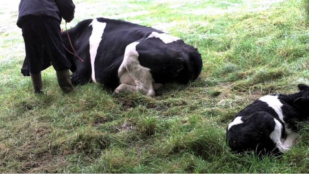 Родильный парез коров: признаки заболевания, его лечение и профилактика