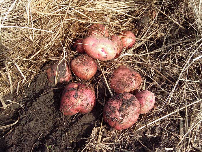 Описание и характеристики сорта картофеля журавинка, посадка и уход