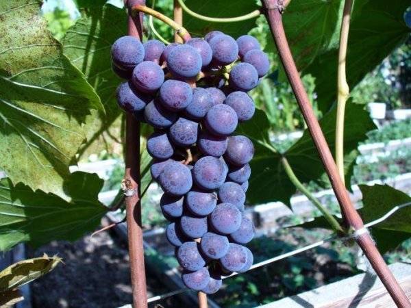Виноград альфа: описание сорта, болезни и вредители, посадка и уход, характеристики и фото