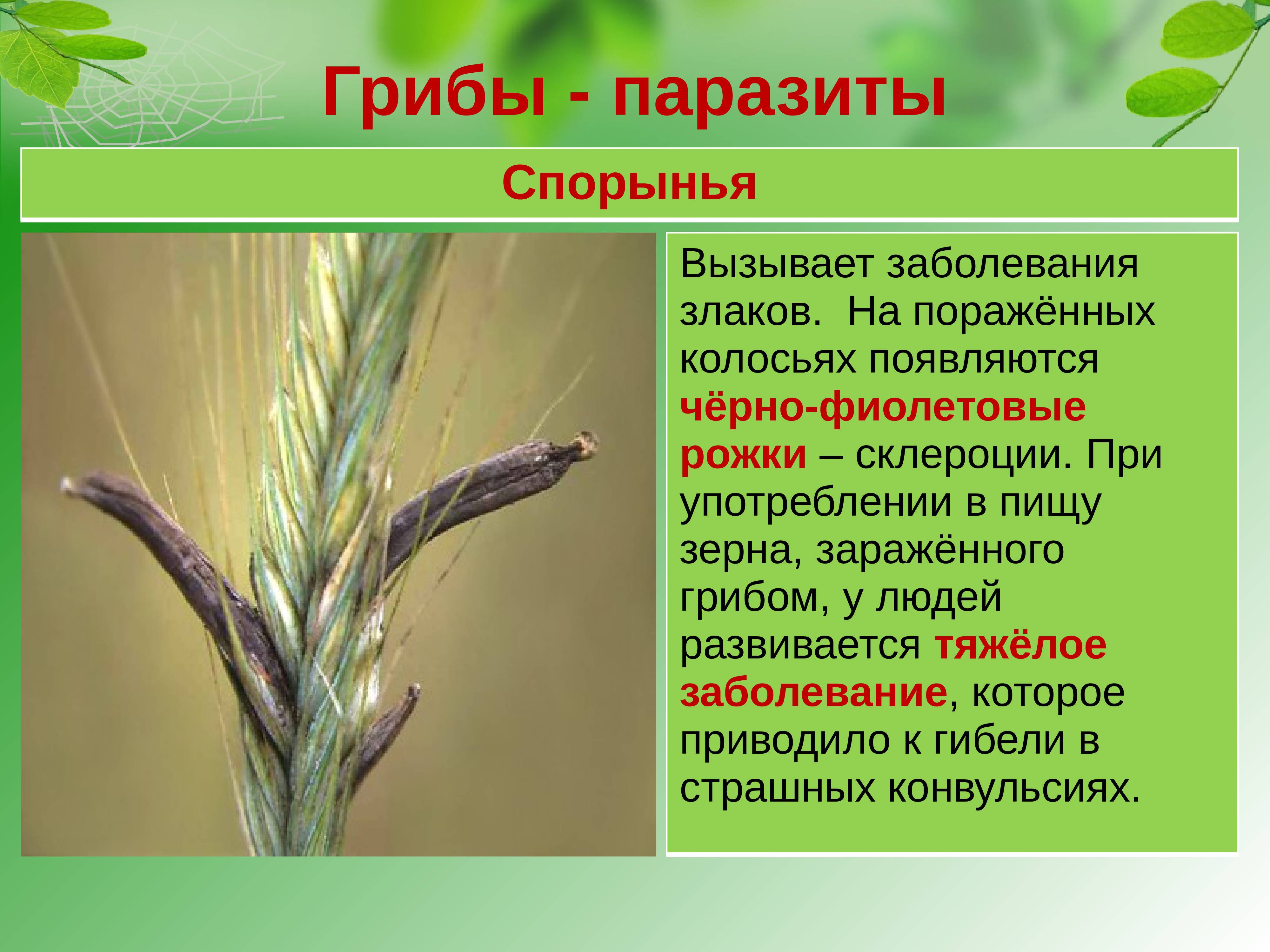 Вред грибов-паразитов