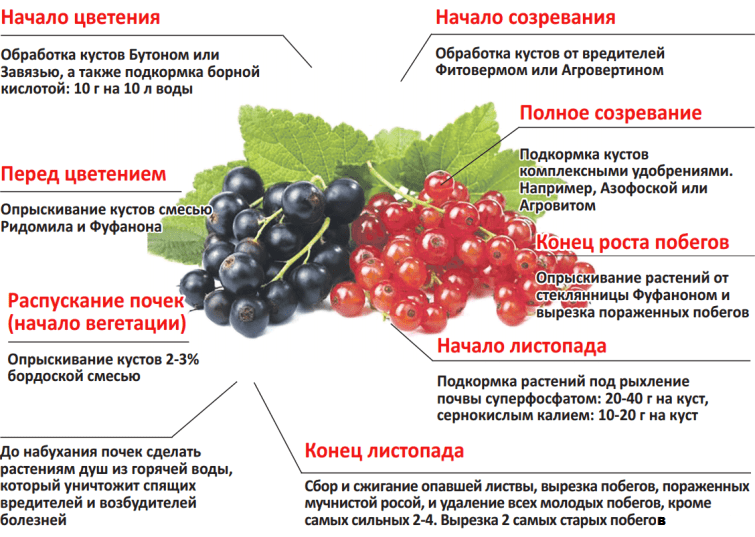 Груша ранняя летняя: популярные сорта деревьев с ранним сроком созревания