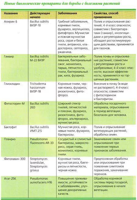 Как и чем обработать виноград в июле 2021 года от болезней и вредителей