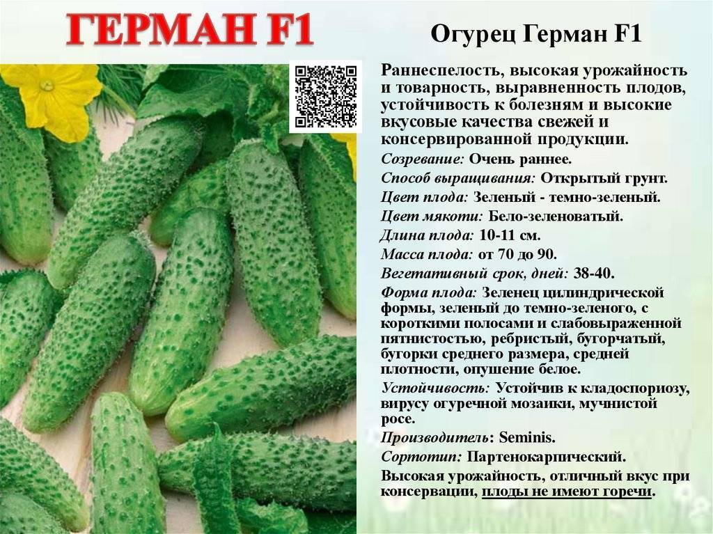 Лучшие сорта огурцов для открытого грунта: описание и фото, урожайные, самоопыляемые