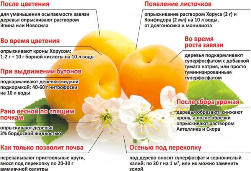Схема удобрения яблонь
