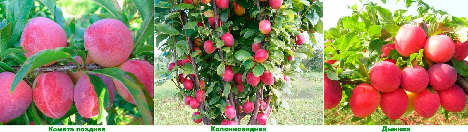 Алыча комета ранняя (июльская роза): описание сорта, отзывы, фото