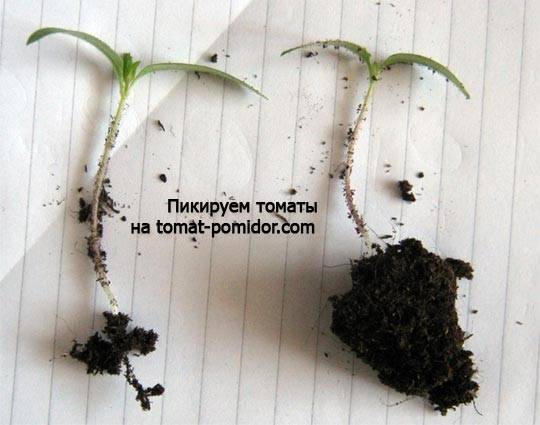 Хлопотно, но важно: зачем пикировать рассаду томатов и как эффективнее организовать процесс «переселения» сеянцев