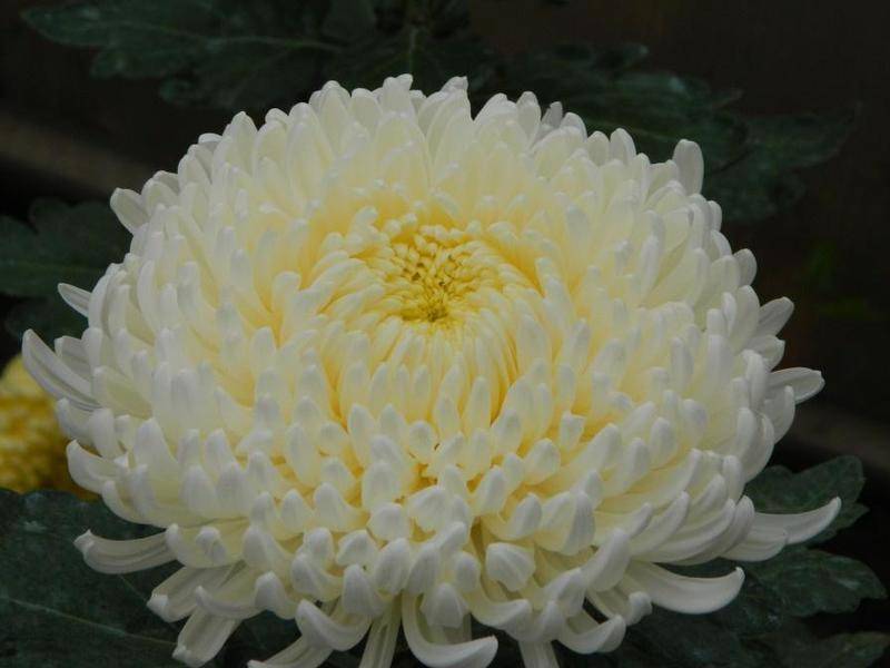 Кустовая хризантема: садовая классификация особенностей сортов
