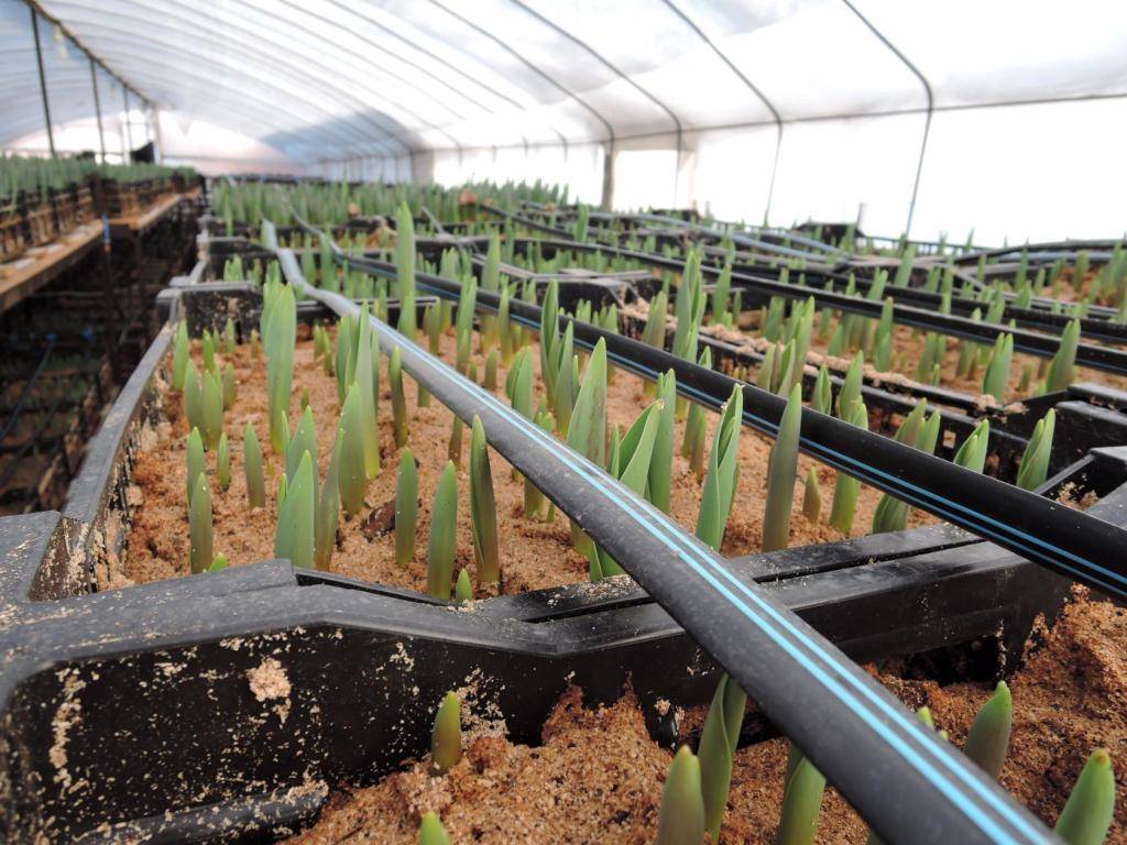 Сколько можно вырастить тюльпанов на 1 м2. Доращивание луковиц тюльпанов. Теплица тюльпан. Теплица для выгонки тюльпанов.