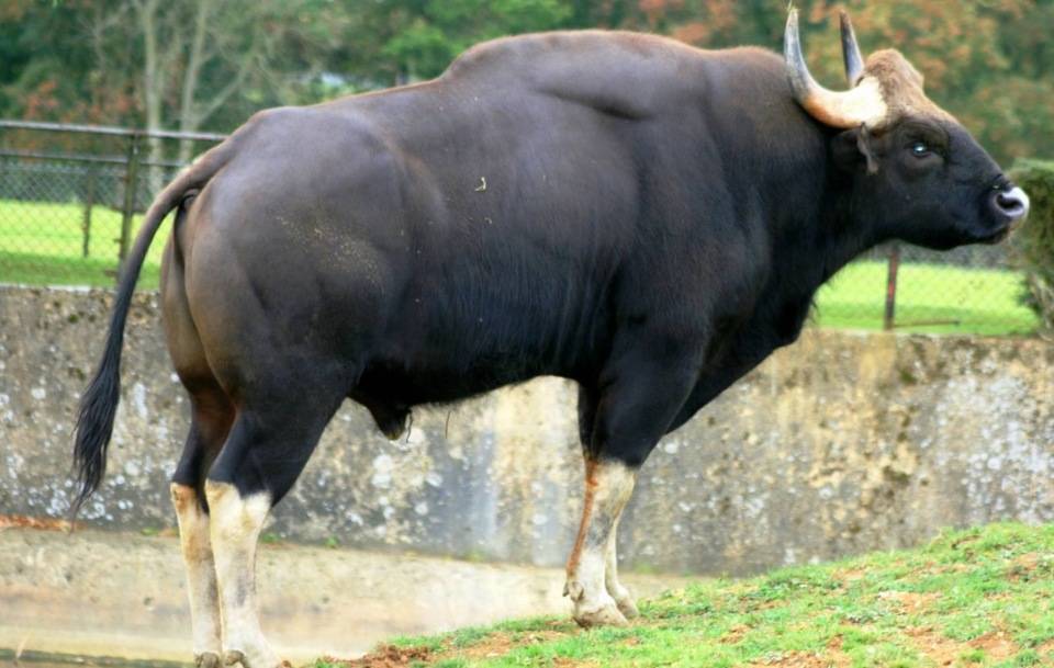 Дикий бык с огромными рогами, обитавший до xvii в. в лесах европы и являющийся одним из предков крупного рогатого скота, 3 буквы, 3 буква «р», сканворд