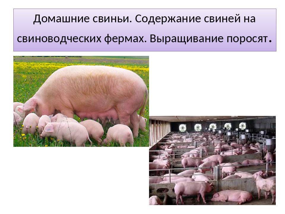 Разведение свиней в домашних условиях для начинающих как бизнес: с чего начать, выгодно ли, нюансы содержания и выращивания свиней