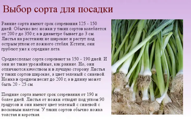 Посадка лука в зиму в подмосковье на репку: сорта, сроки и когда осенью лучшее время высева, можно ли сажать в октябре, как правильно заделывать, на какую глубину?
