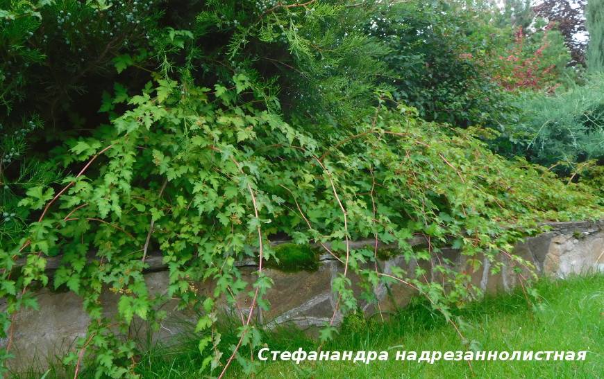 Стефанандра посадка уход и выращивание сортов их болезни и удобрения, размножение и фото