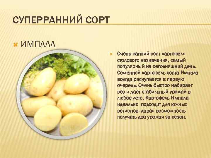 Как выглядит картофель Импала: плюсы и минусы сорта, отзывы