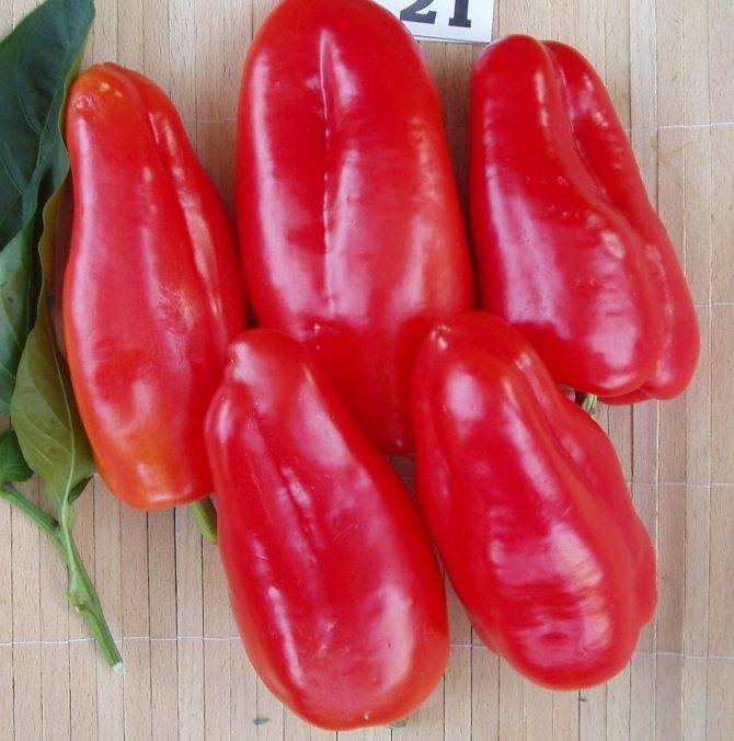Толстостенные мясистые сорта перцев для теплиц и открытого грунта: новинки 2021 |