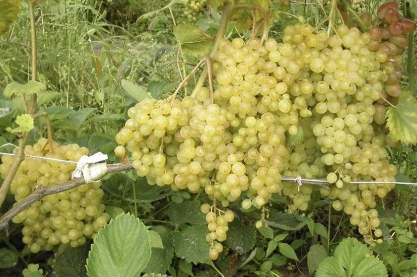 Виноград русбол улучшенный - мир винограда - сайт для виноградарей и виноделов