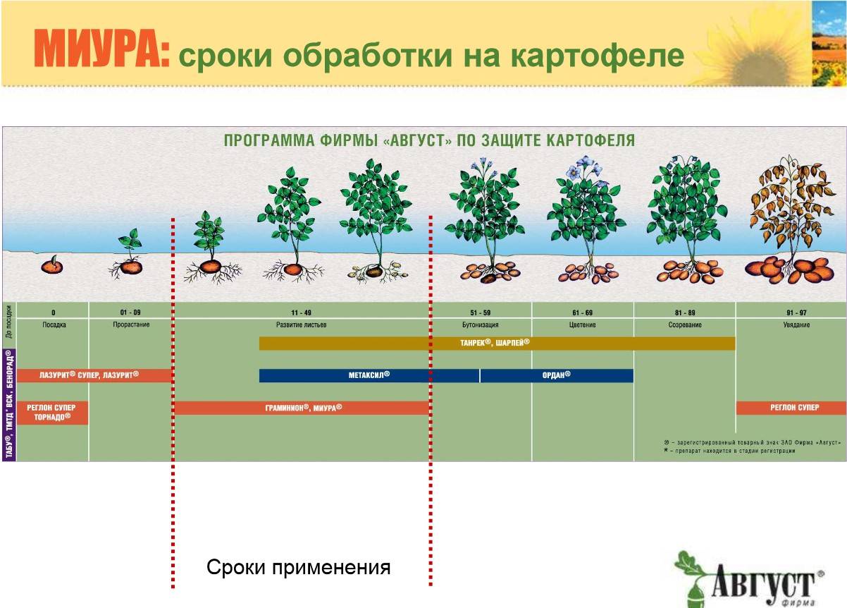 Август схема защиты картофеля