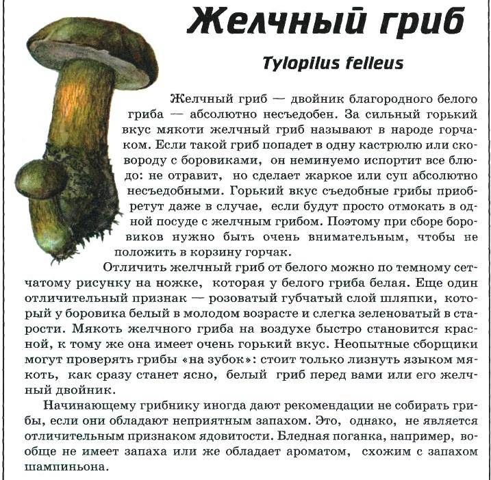 Гриб Боровик Фото И Белый Гриб Отличие