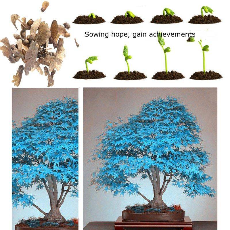 Как выращивать в домашних условиях бонсай; особенности разведения из семени; формирование мини-дерева