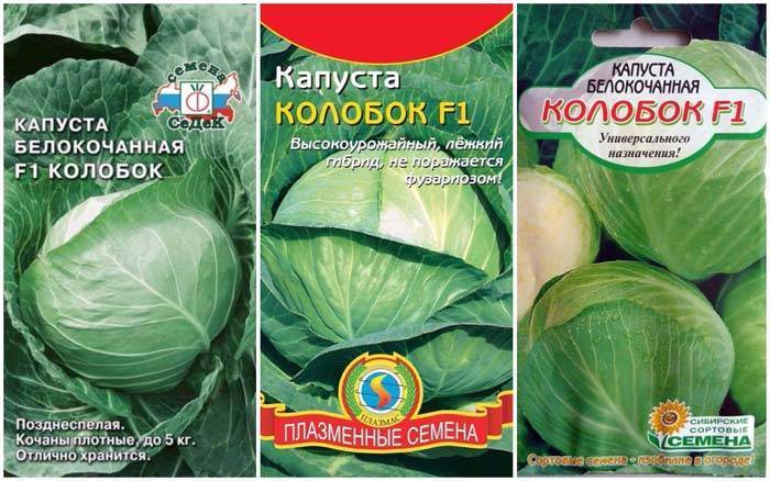 Полезная и вкусная колобок капуста: советы по выращиванию и хранению урожая