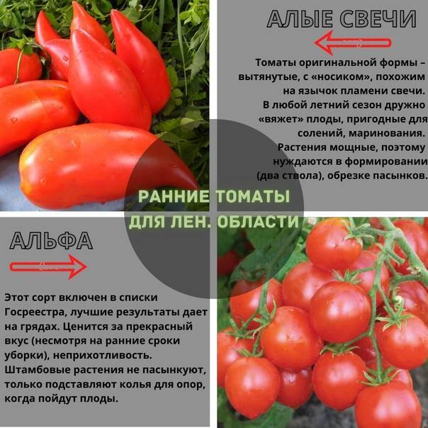 Томат метелица: описание сорта, фото, отзывы