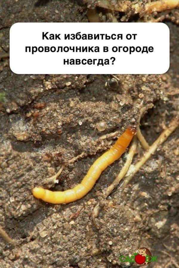 Гайморит: симптомы, особенности лечения и правила профилактики
