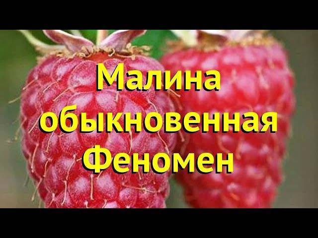 Малина феномен: идеальный сорт для сезонных заготовок