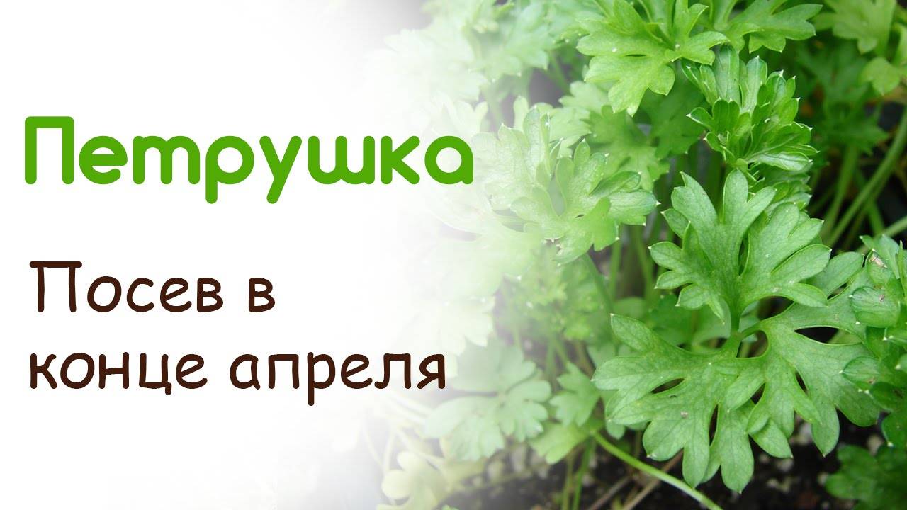 Выращиваем петрушку. когда и куда сажать? как ухаживать? фото — ботаничка