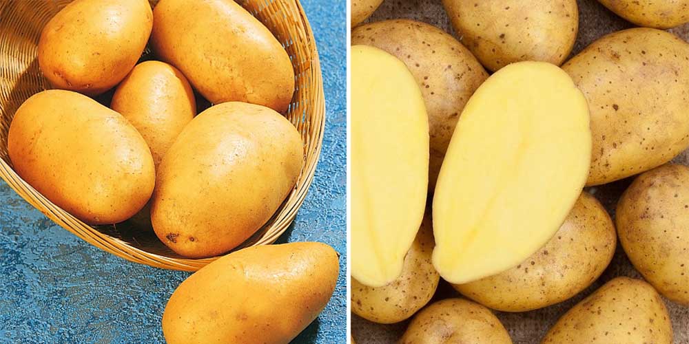 ᐉ сорт картофеля зекура: подробное описание, условия выращивания и фото - orensad198.ru