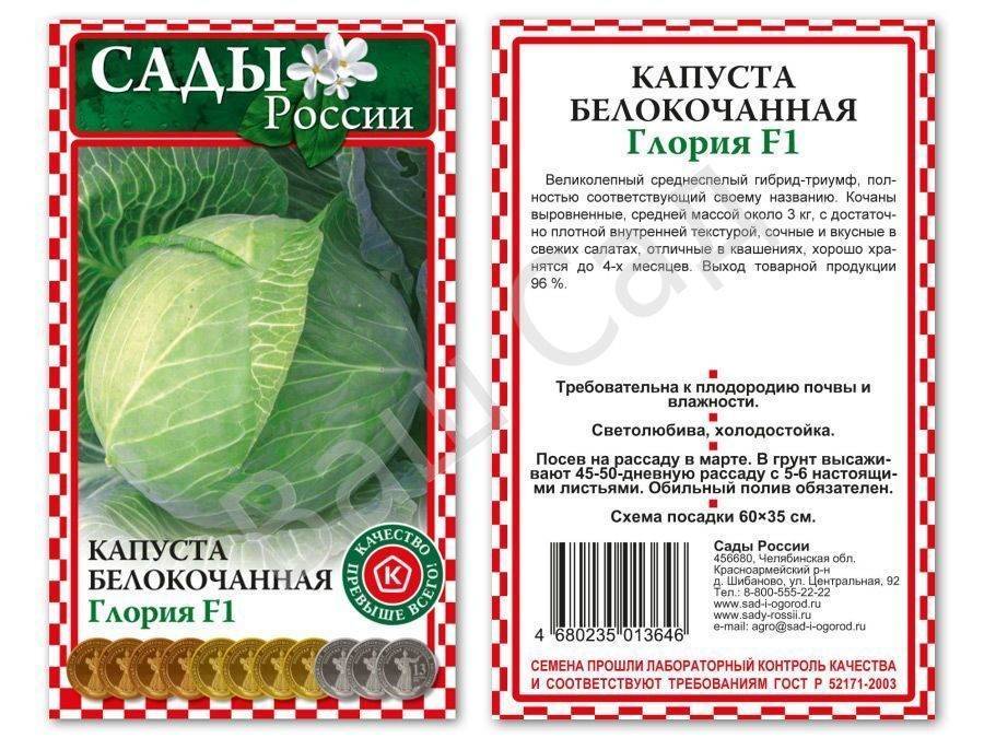 Капуста белоснежка: описание, плюсы и минусы, посадка и уход, урожайность, отзывы
