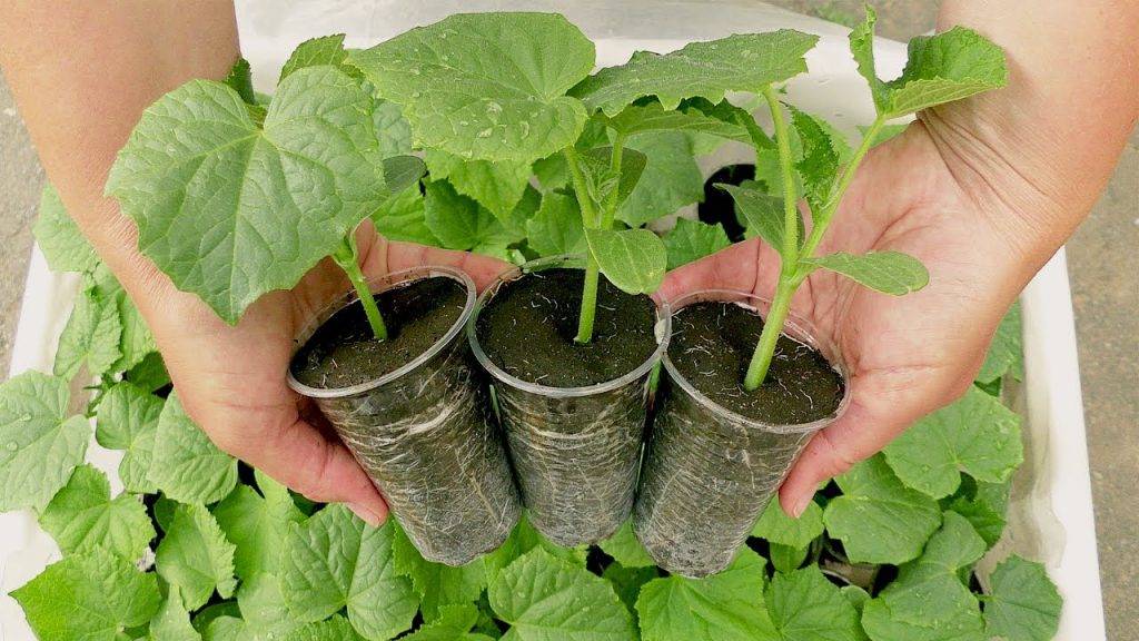 Выращивание рассады огурцов