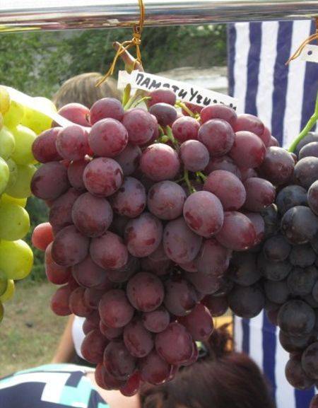 Сорт винограда памяти учителя: характеристики, описание