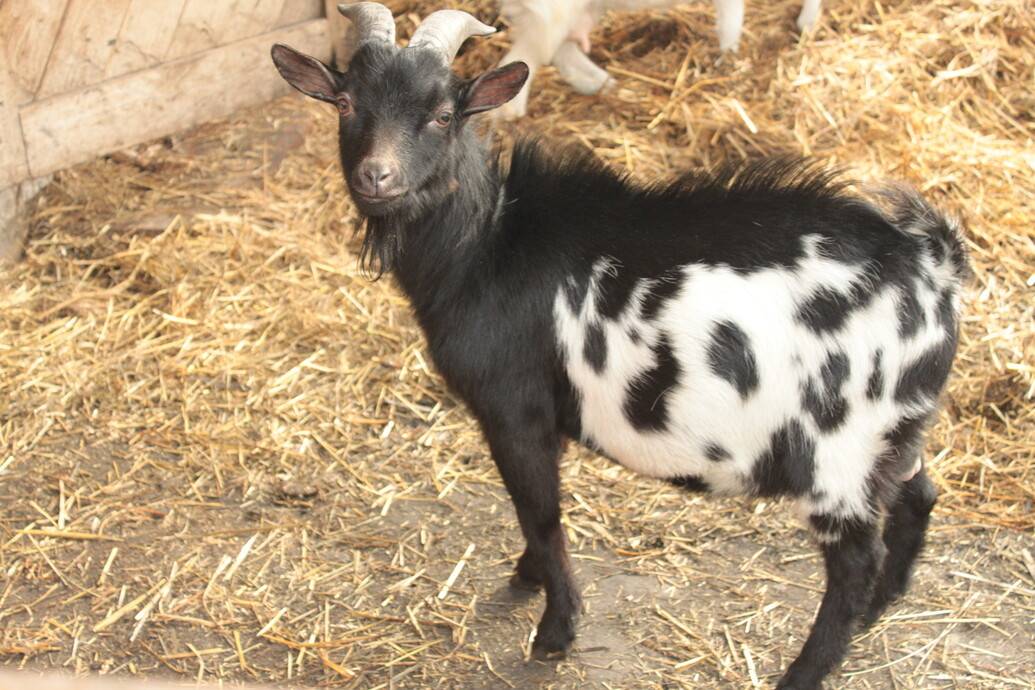 Камерунские козы: содержание и применение карликовых коз