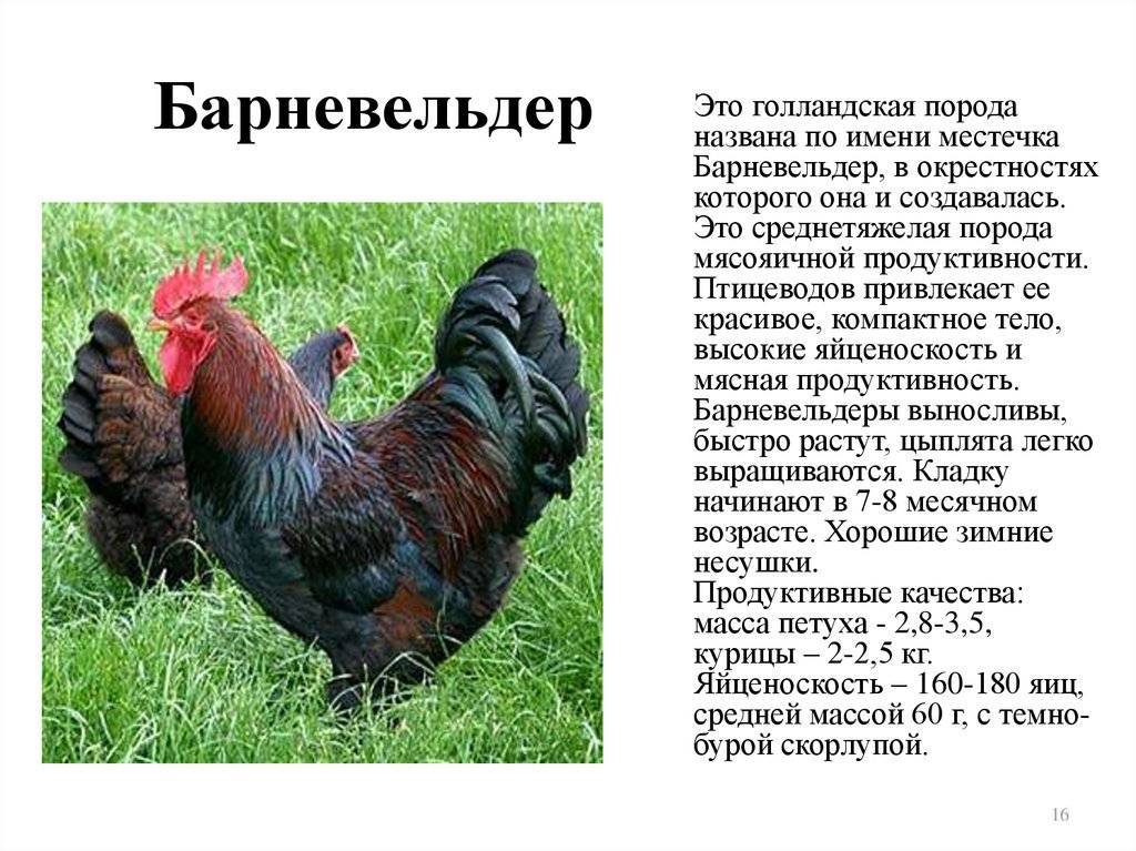 Породы кур несушек и петухов: описание с фотографиями, название несушек