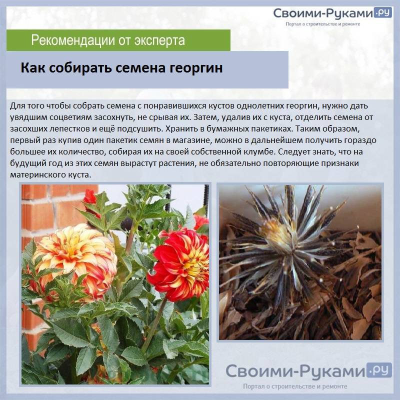 Георгин веселые ребята схема посадки