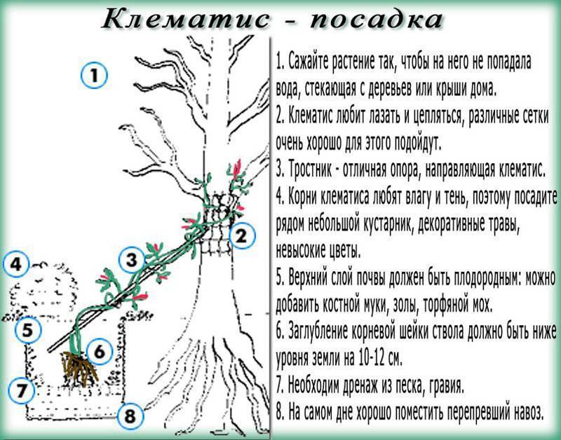 Клематисы в условиях Урала: как правильно посадить и вырастить