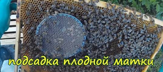 Роевые матки на пасеке или искусственный вывод пчелиных маток