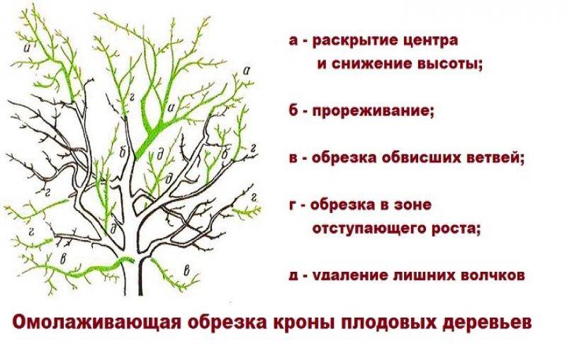 Как правильно обрезать вишню схема